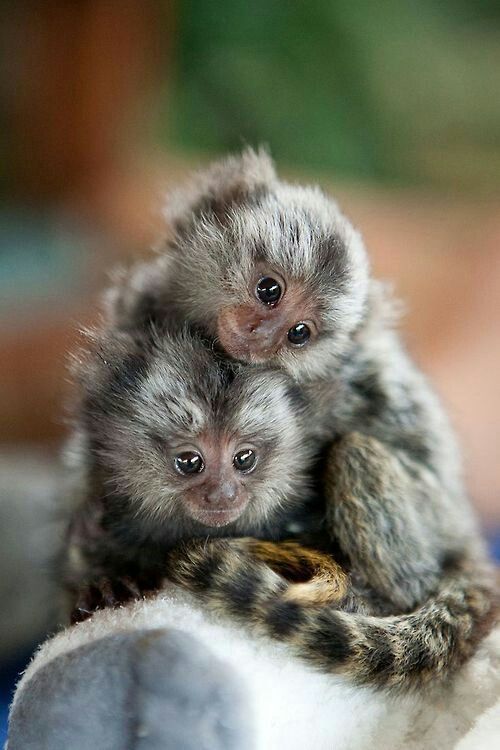 Pygmy Marmoset A Little Monkey Facts and Pictures by Pets