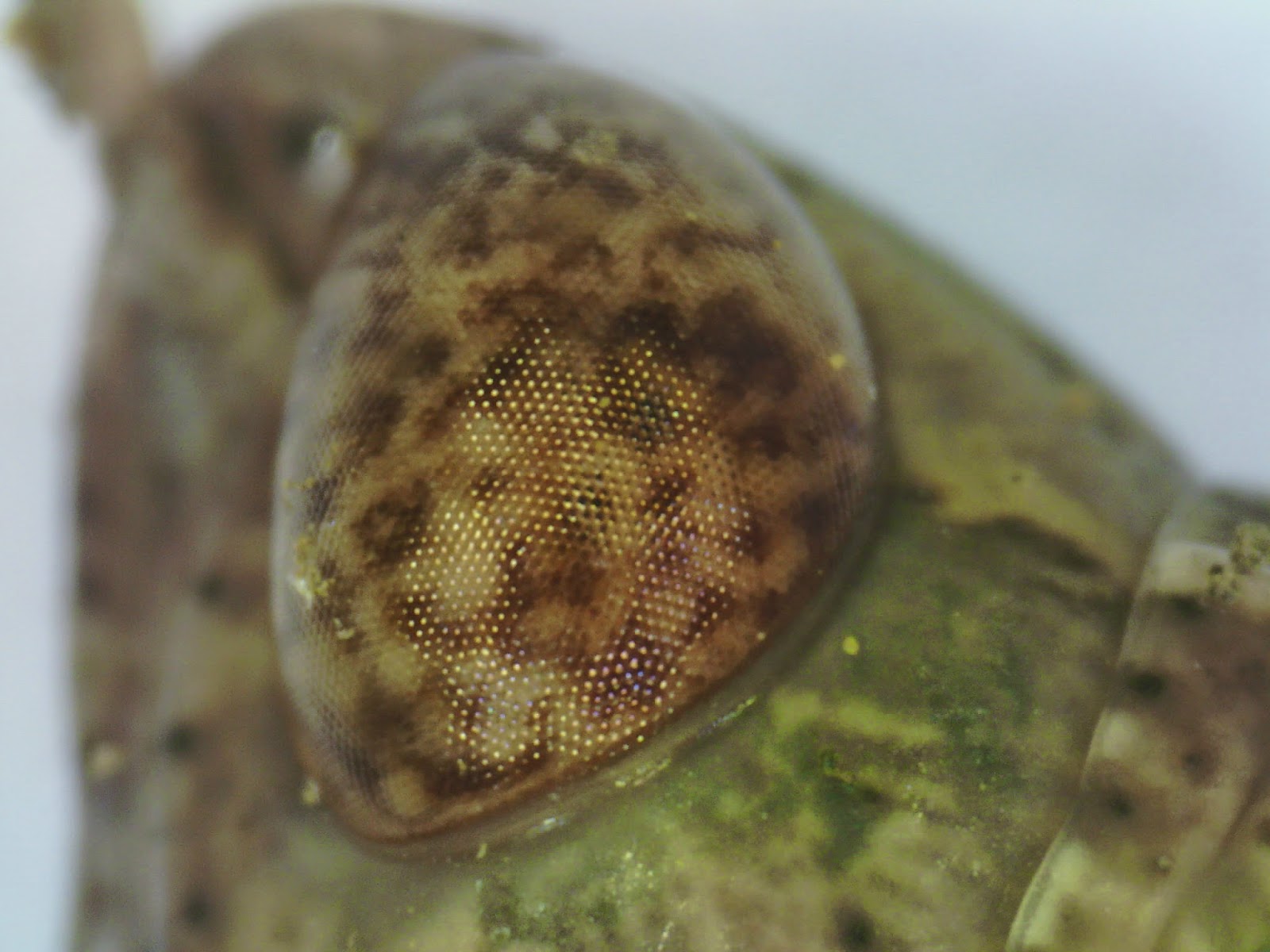 Magnificación de un saltamontes. Puerto Rico Loves Biology