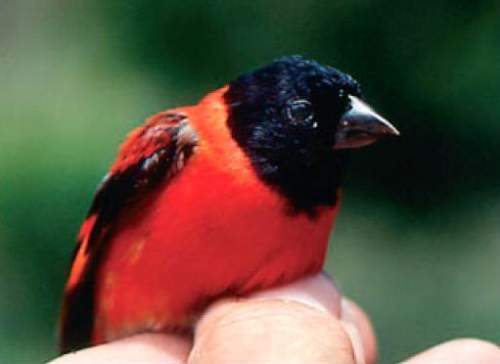 Birds of South America - Image of Red siskin - Spinus cucullatus