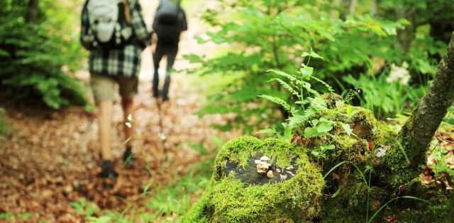 7 فوائد صحية مذهلة للمشي في الغابة