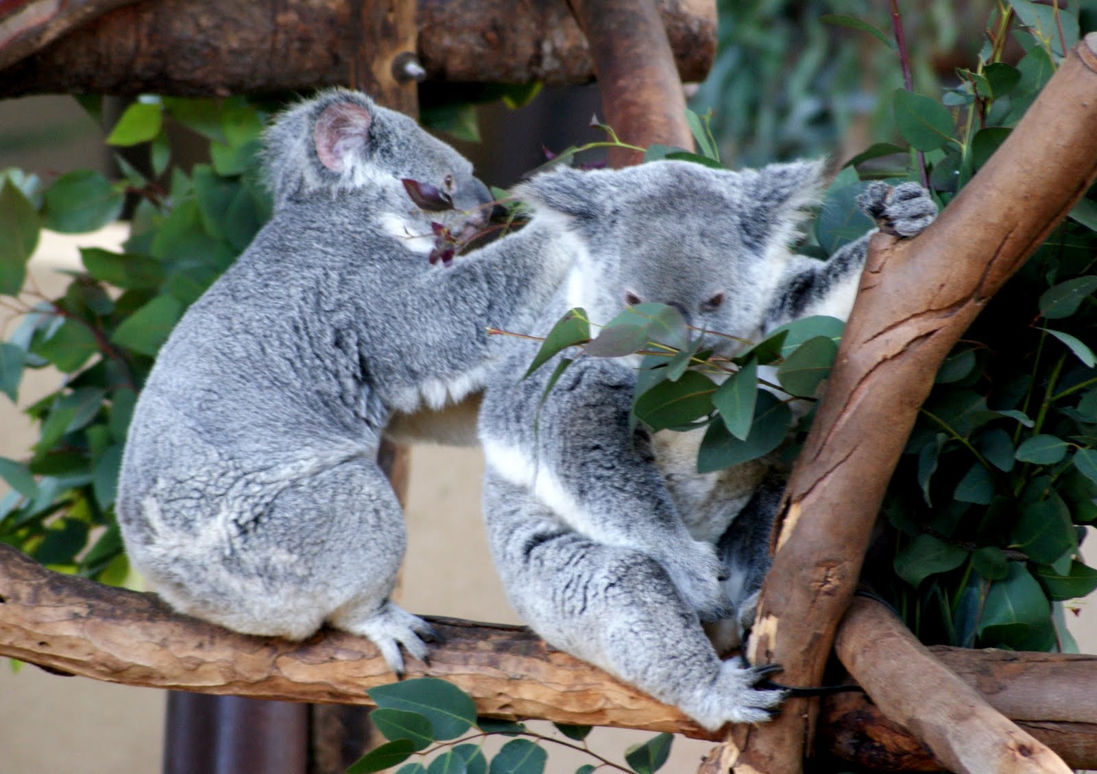 A photo, A thought............ Fauna Koala at San Diego zoo.....