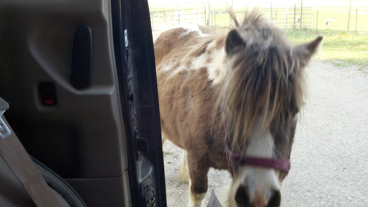 Toad Hill Miniature Horses Mini Inspects Horse in Van