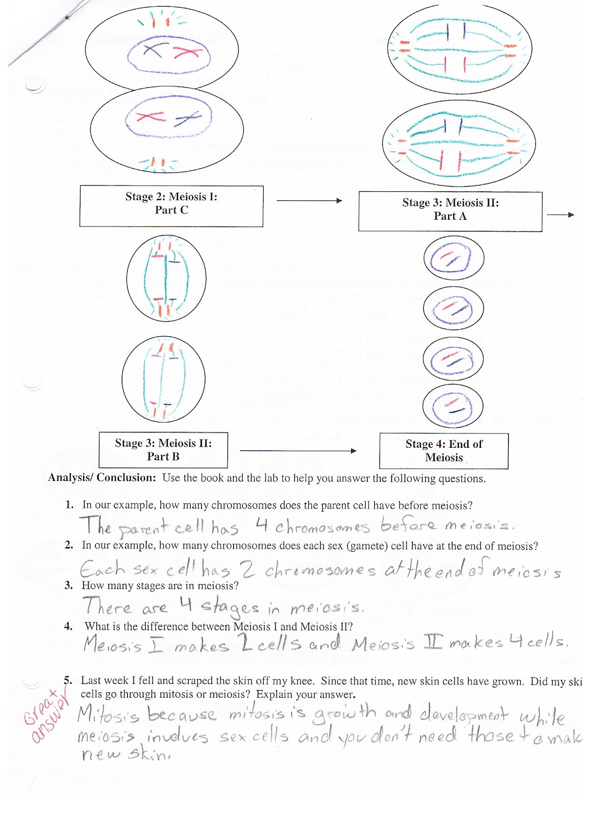 Science Blog: Meiosis Lesson Plan
