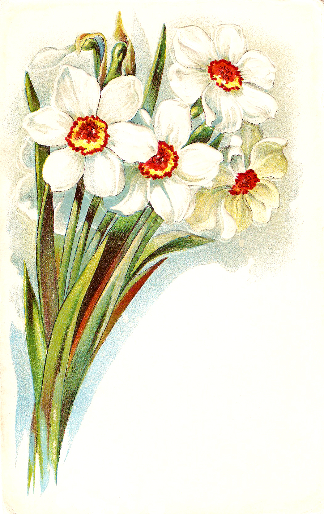 free clip art daffodil border - photo #47