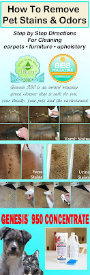 remove pet stains from carpet remove pet odors from carpet