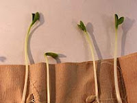 How to Do a Quick Germination Test
