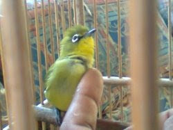 pleci bakalan berkualitas pleci bakalan berkualitas, pleci bakalan, pleci berkualitas, bakalan pleci, bakalan pleci berkualitas