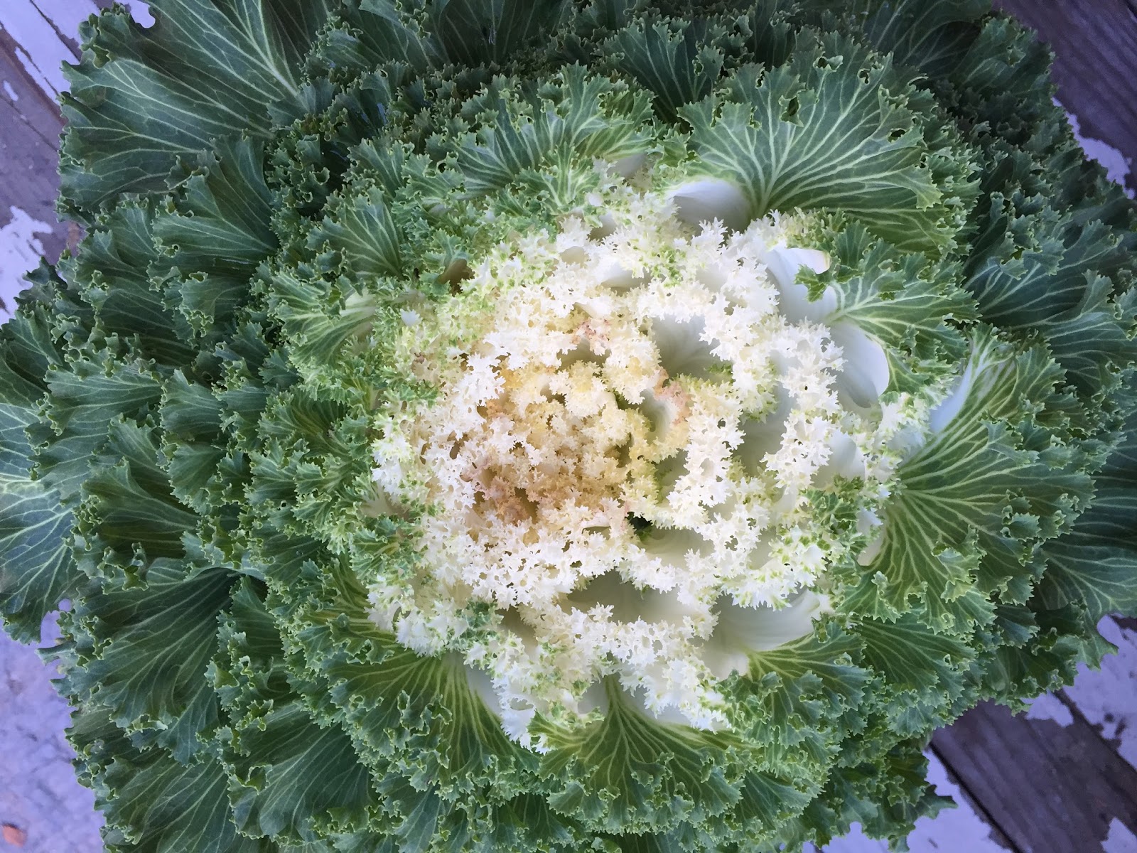 The Meditative Gardener Flowering Kale