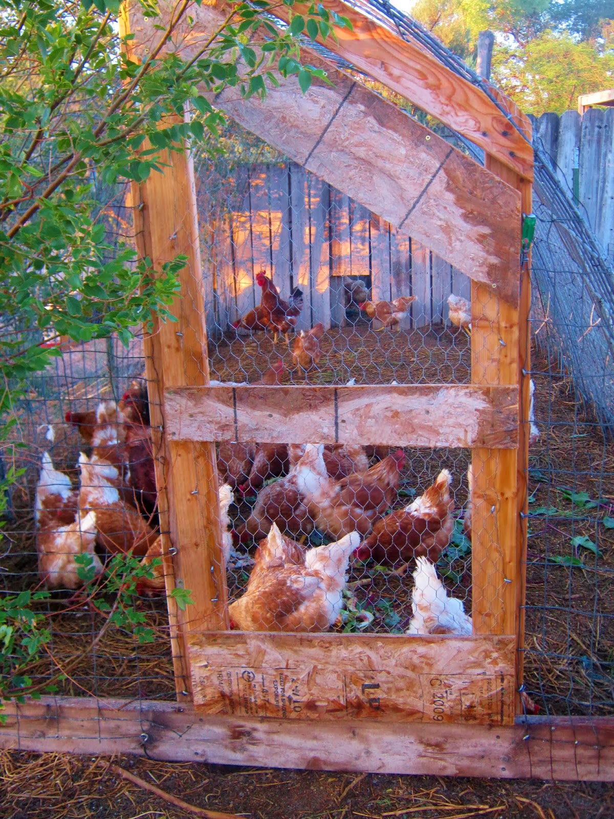 Cricket Song Farm Cattle Panels make a sturdy Chicken Run/ Hoop Coop