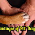 Advantages of Pet Daycare