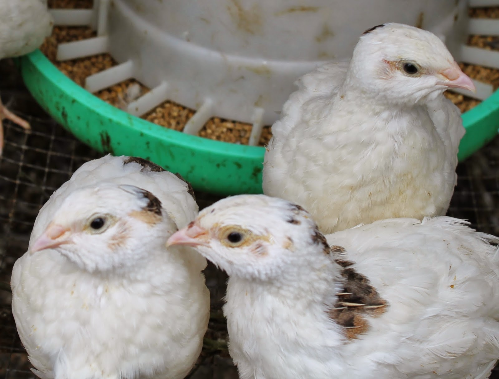 Illawarra Quail Pet Quail