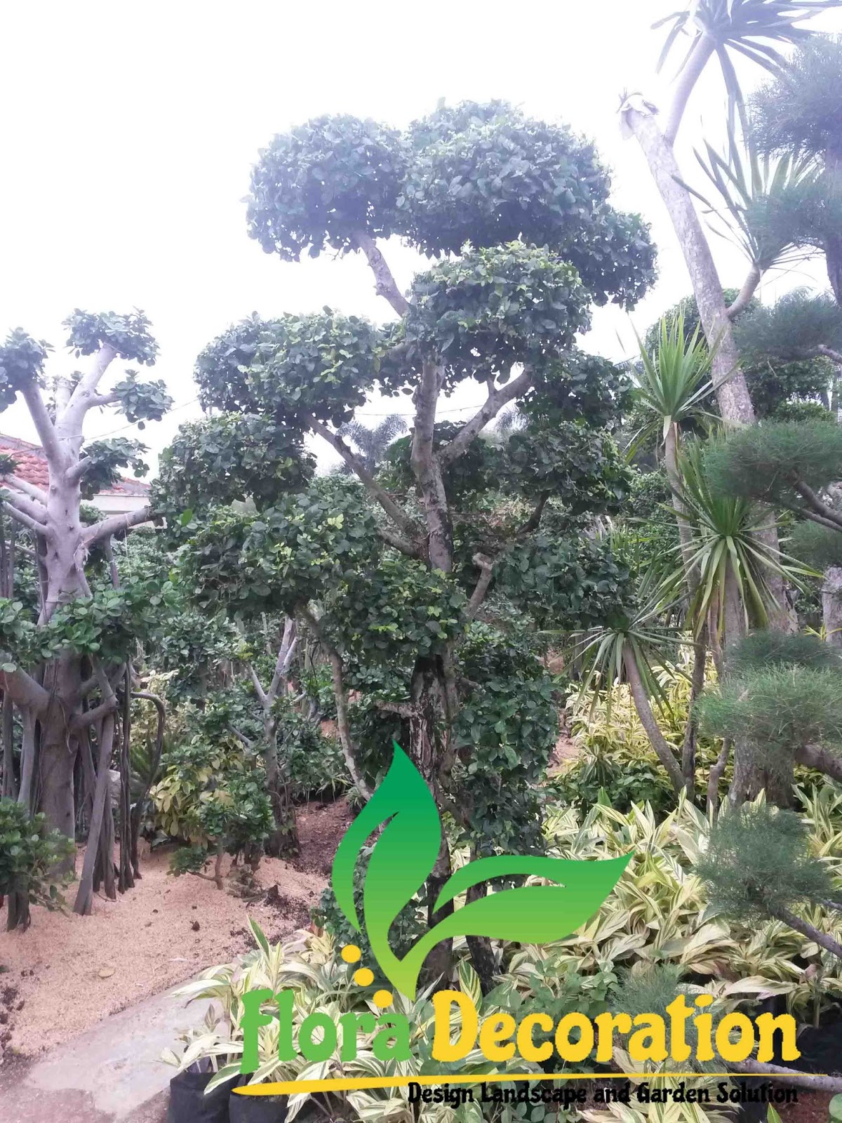 Jual Produk Tanaman Bonsai Taman Termurah dan Terlengkap Oktober 2022