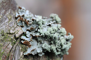Lichen in a Pear Tree
