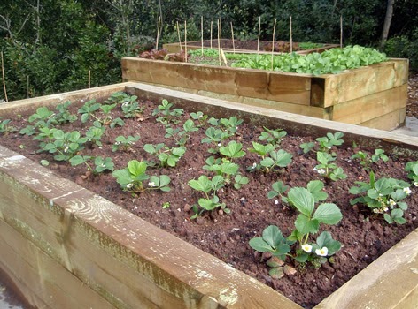 Fresas cultivadas en cajonera