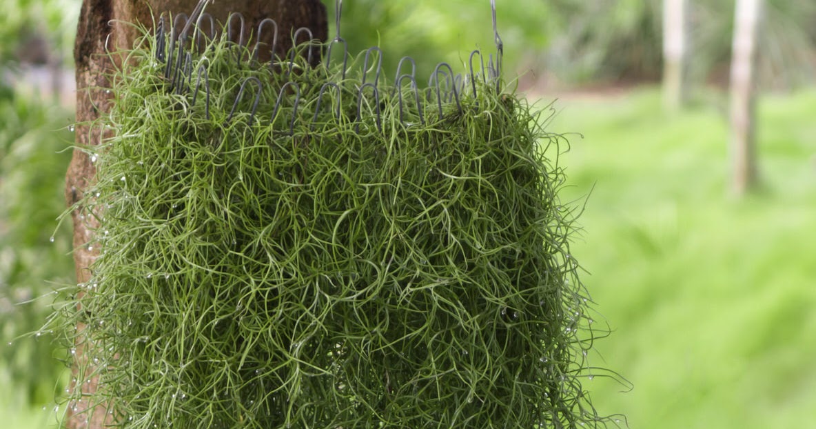 Spanish Moss Wholesale Mossman, Inc A Short Guide for Spanish Moss