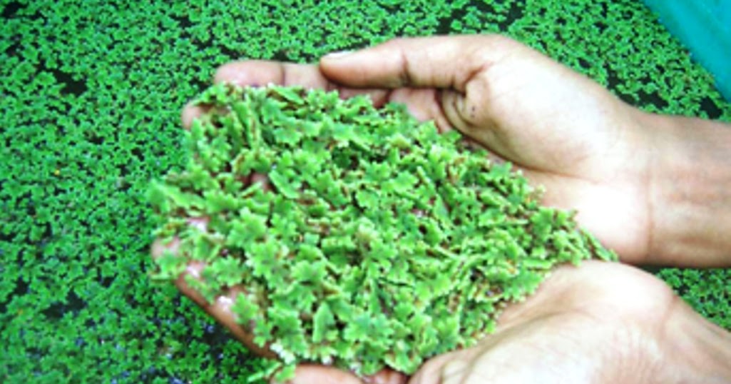 azolla untuk pakan ikan gurami nila bawal lele azolla azolla untuk pakan ikan gurami nila bawal lele azolla
