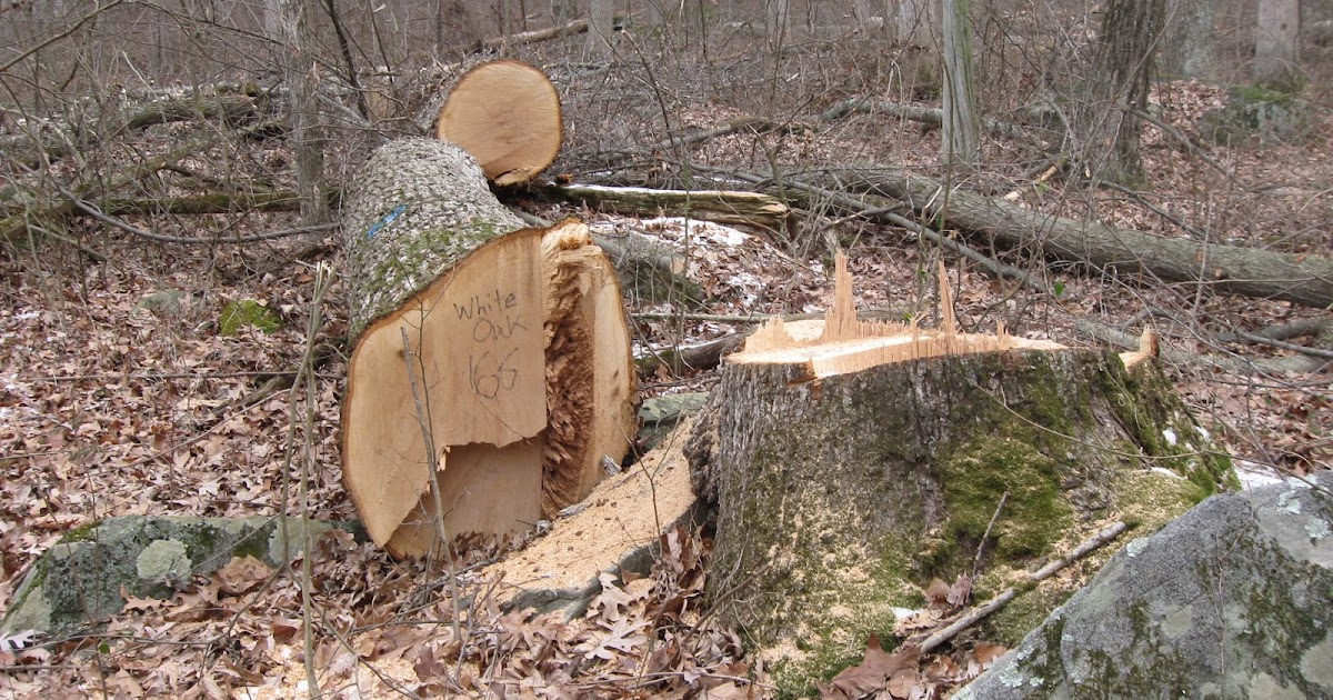 Zec Online Journal Illegal tree cutting in Virje Municipality