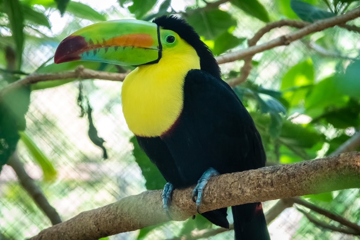 哥斯大黎加 Herpetological Refuge Costa Rica 大嘴鳥 巨嘴鳥