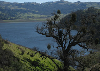 Mistletoe-studded oak tree near Calaveras Reservoir, Alameda County, California
