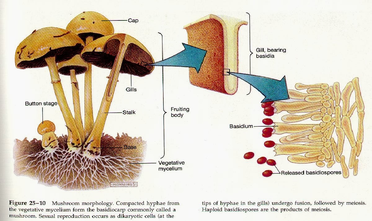 OH93 Independent study on FUNGI Morpohology Macroscopic structures