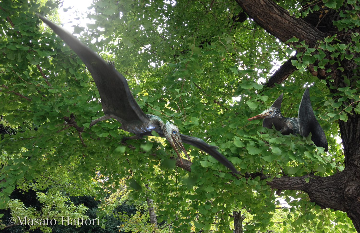 Marchan Blog プテロダクティルス Pterodactylus