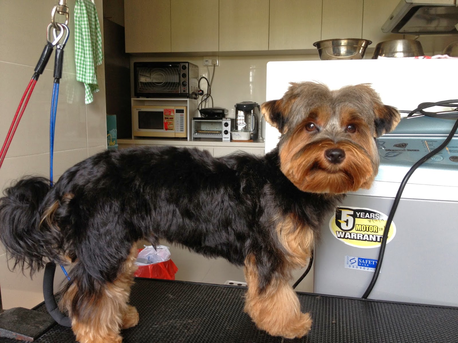 Yorkshire Terrier Puppy cut Mobile Dog Stylists Pet Grooming & Dog