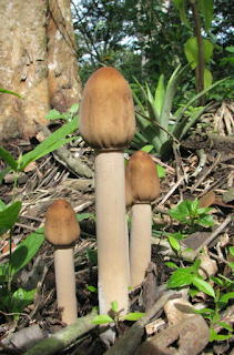 Mushrooms in Puriscal