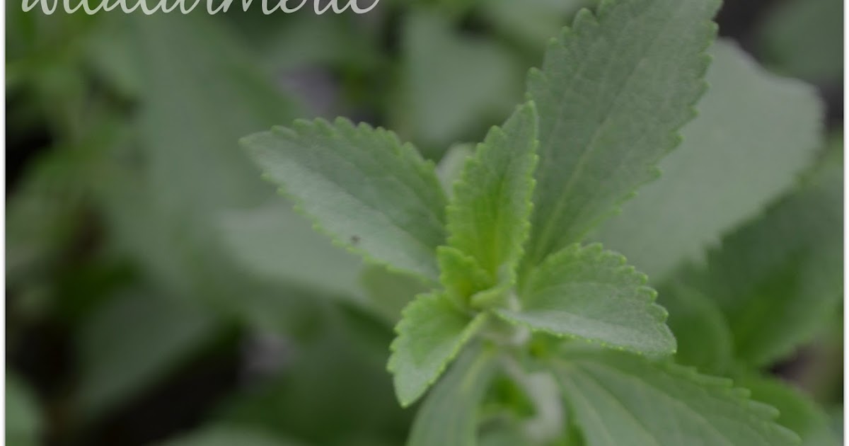6 Top Benefits, Uses & Side Effects Of Stevia Sweet Leaf Stevia