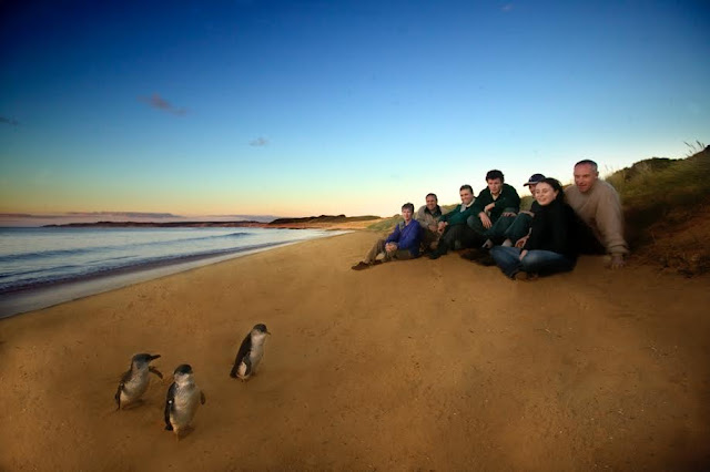Penguin Parade Phillip Island