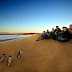 Penguin Parade at Phillip Island, Australia 