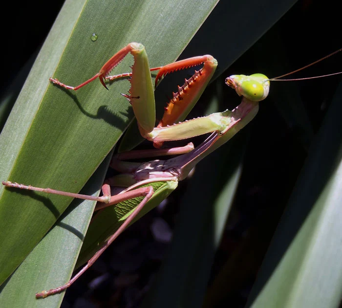 Mantid, showing its weaponry