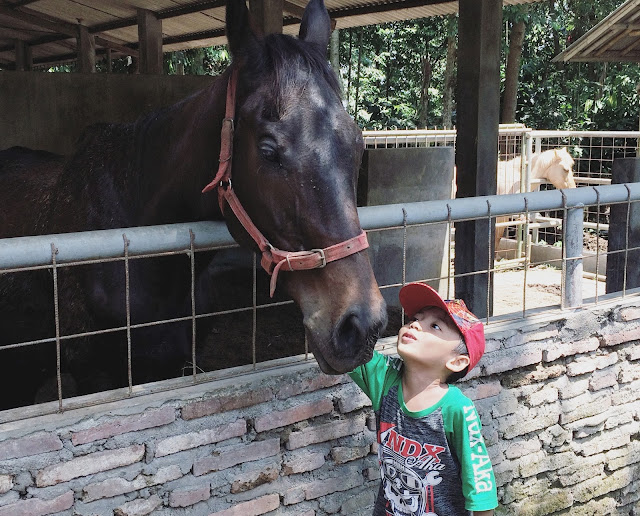 Ines Yuanta blog >> Si adik asyik berinteraksi dengan salah satu kuda Kandang kuda di Taman Botani Sukorambi