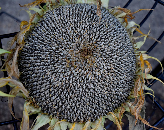 Mammoth Sunflowers drying out