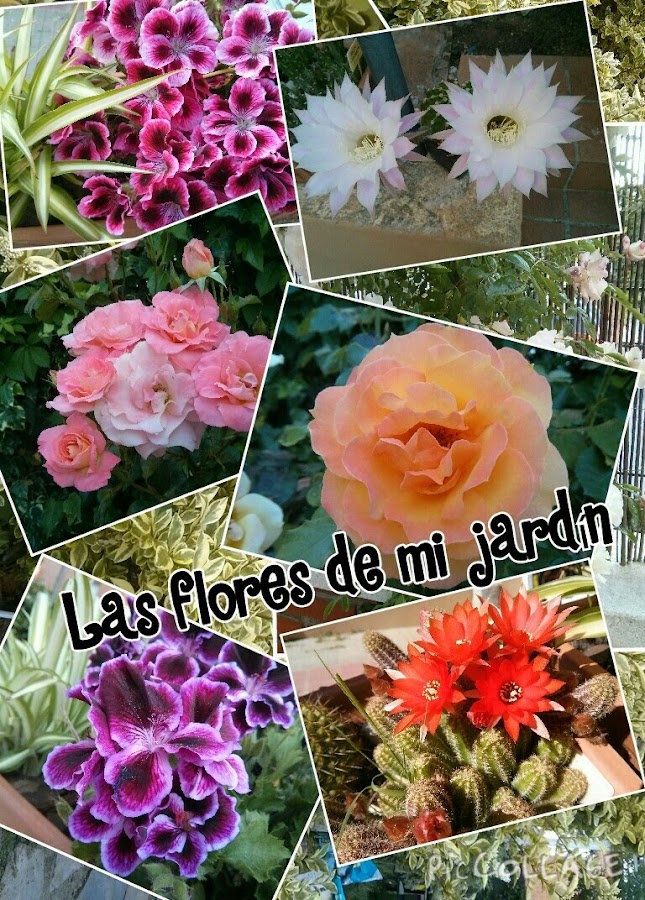 Imagen 0