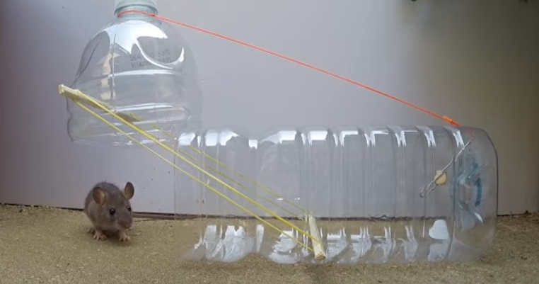 Kinds of Mouse Traps and Uses ~ How to Style