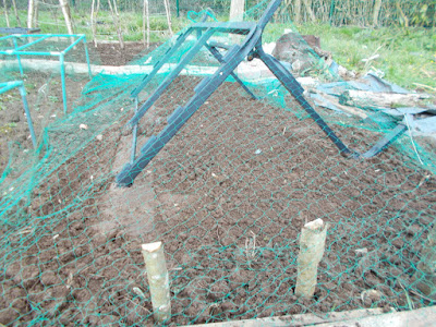 Onions protected by netting Allotment Diary 80 Minute Allotment Green Fingered Blog