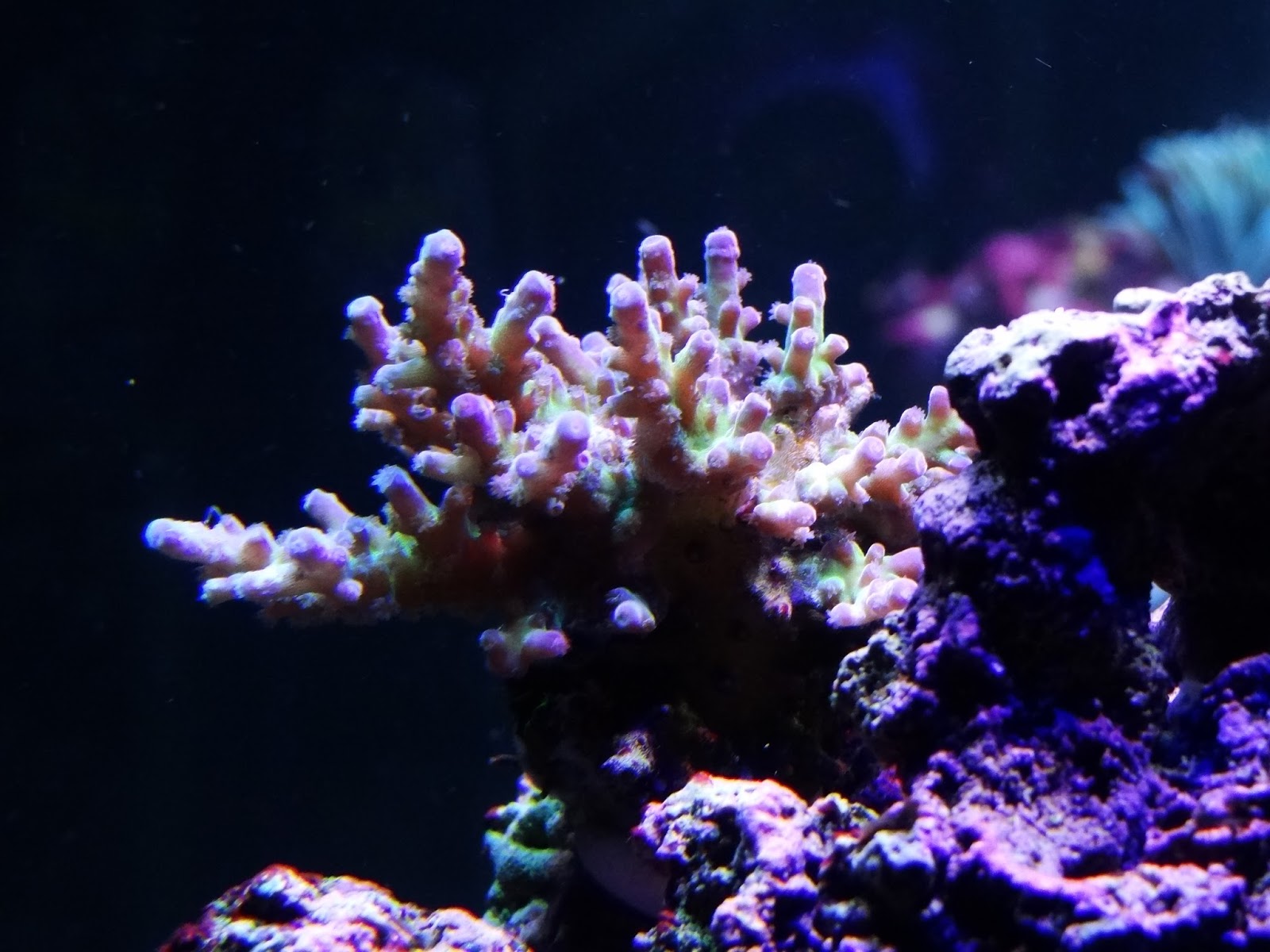 Acropora%2B3-9-14.JPG