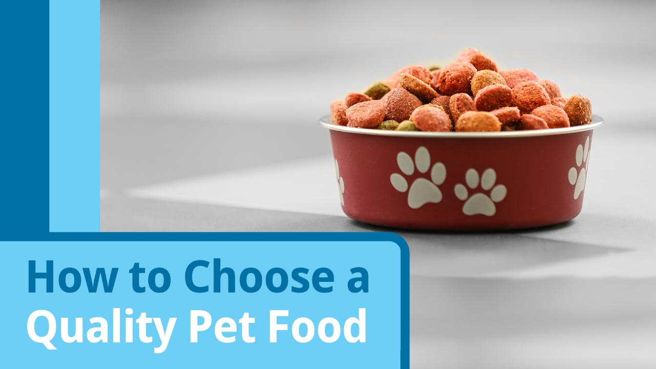 Important questions to Ask when choosing dog food for your dog Doglopedix