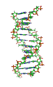 nukleotida penyusun DNA