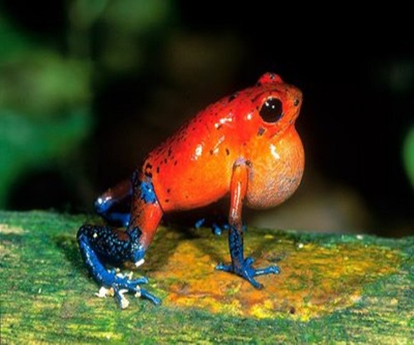 Frogs with beautiful Rainbow Colors! Big Fun The Fun Blog