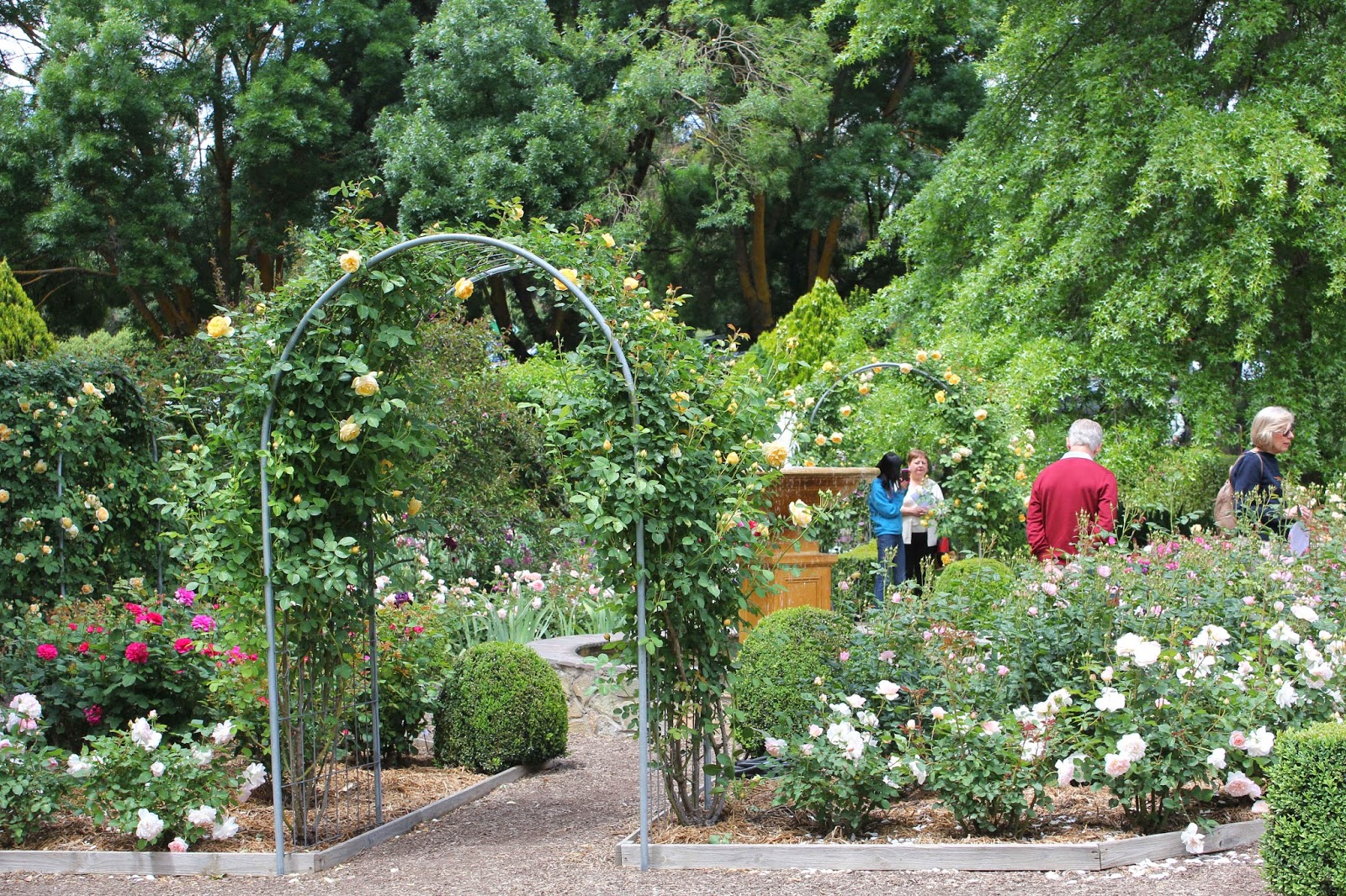 Liz Needle Ashgrove Iris Garden