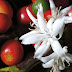 Arabica Cau Dat Dalat VIET NAM