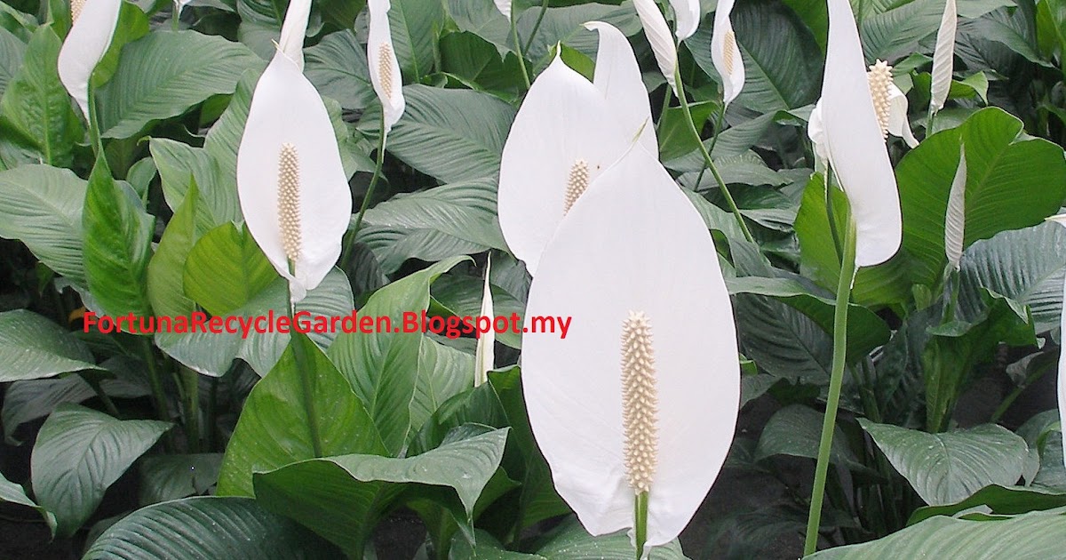 Anthurium Merupakan Salah Satu Komoditas Tanaman Hias Dari Famili Araceae Berbagi Tanam