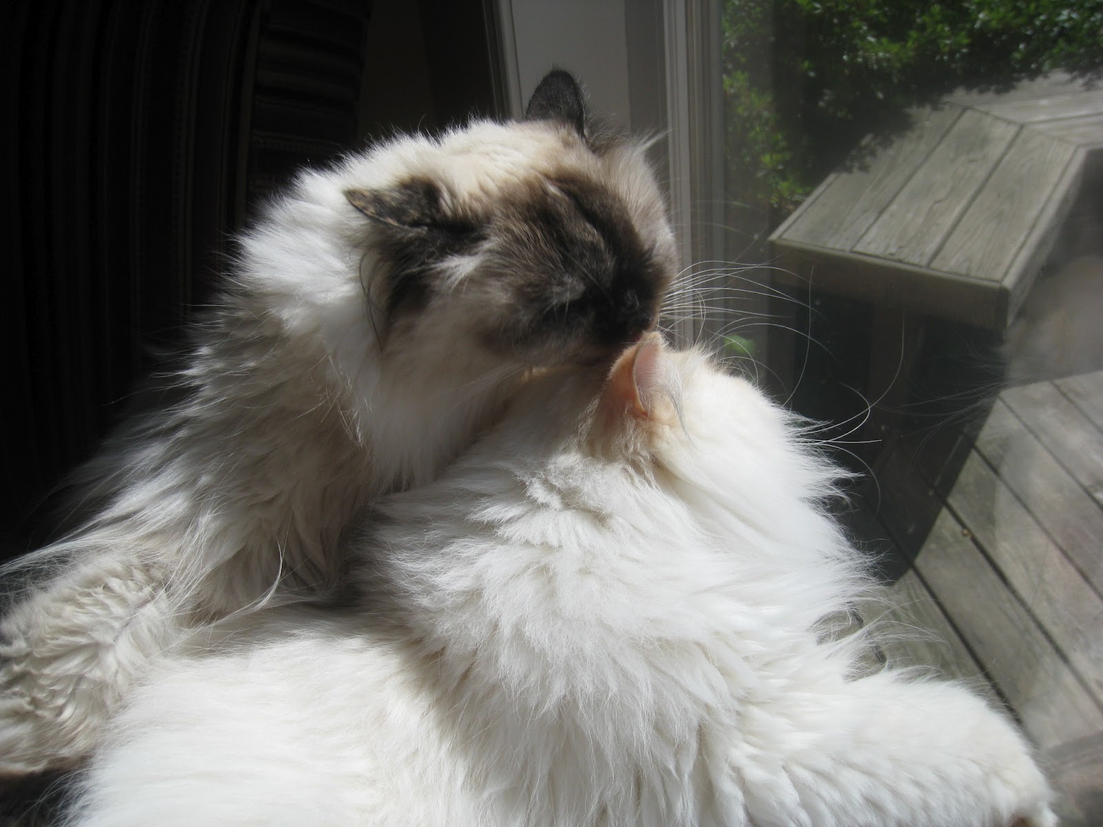 EverythingCat101 4 Funny and Cute Cat PhotosLicking