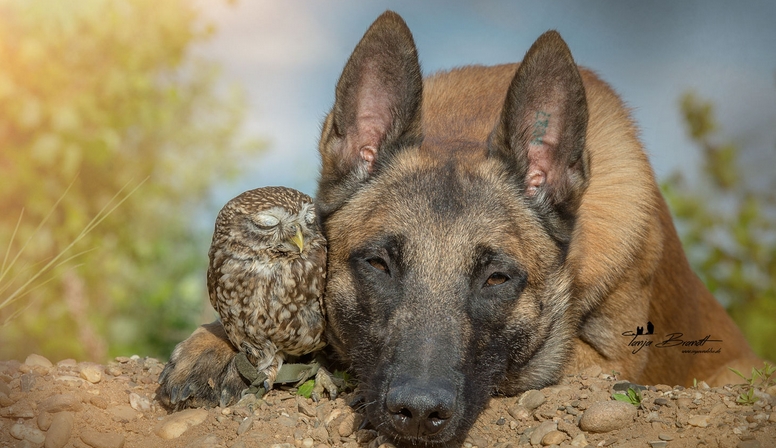 Image result for dog and owl friends