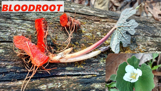 Amazing Bloodroot (Sanguinaria canadensis)