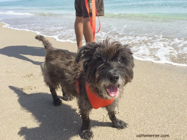 Happy Oz the Terrier enjoying Jupiter Beach which is dog-friendly