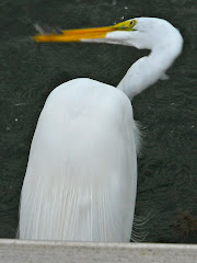 Caught this Egret having lunch. Rare for me to get a decent wildlife shot--this was very exciting!