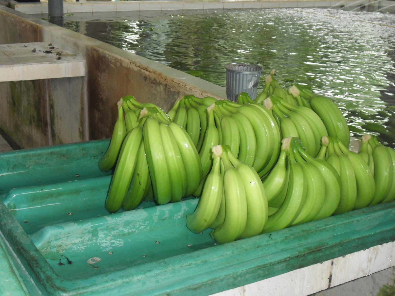 My Life as a Gringo! Bananas Gone Wild!