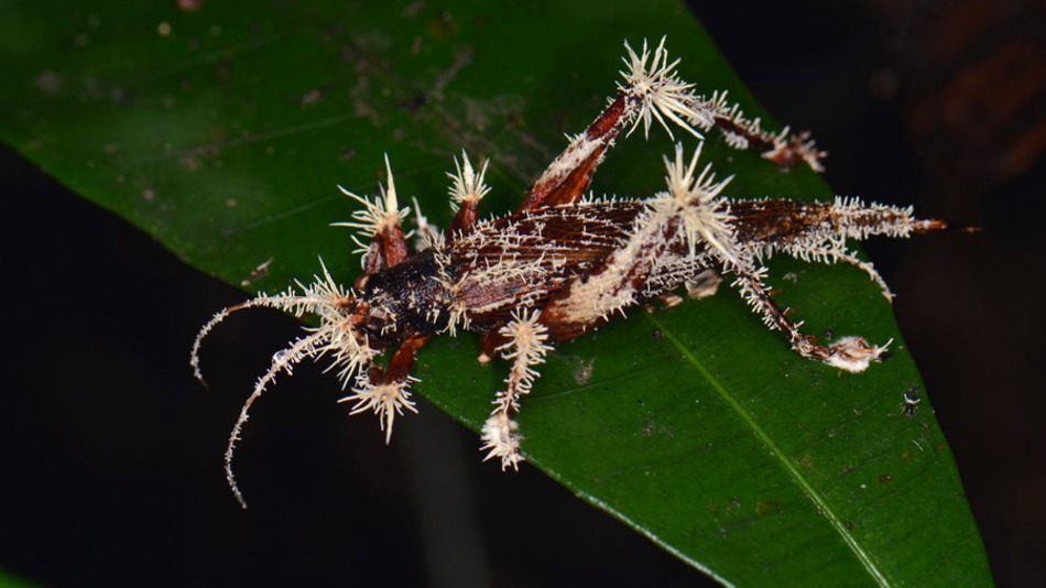 A Cordyceps gomba parazita hatása az emberre - melybelsoatalakulas.hu